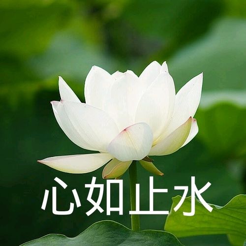 老	师头像成熟稳重男